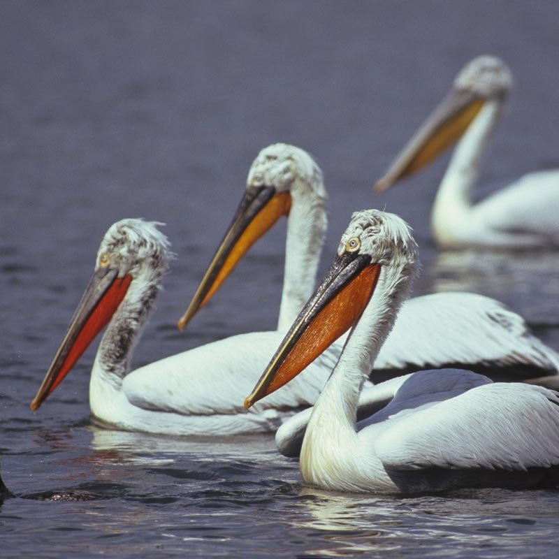Γρίπη πτηνών – Χωρίς κρούσματα η λιμνοθάλασσα