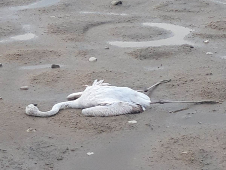 Θανάτωση και τραυματισμός ειδών ορνιθοπανίδας
