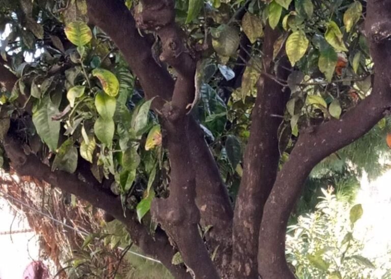Αγρίνιο – Προσβολή δένδρων από επιβλαβή οργανισμό