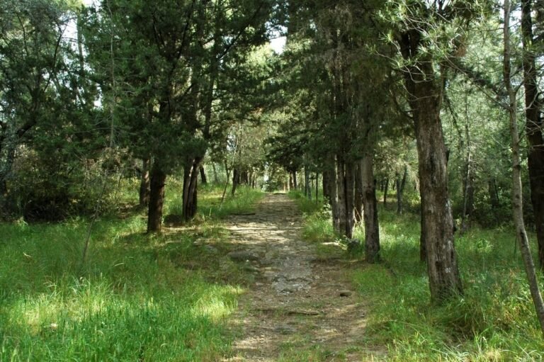 Απαγόρευση κυκλοφορίας σε δασύλια Αγίου Χριστοφόρου και Παραβόλας