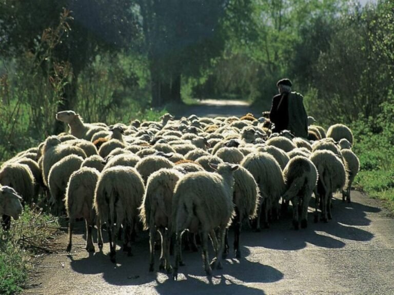 Ενημέρωση εκτροφέων για αποτέφρωση νεκρών ζώων