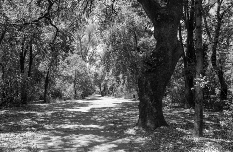 Πρόταση Δασαρχείου για βελανιδιά Χατζόπουλου