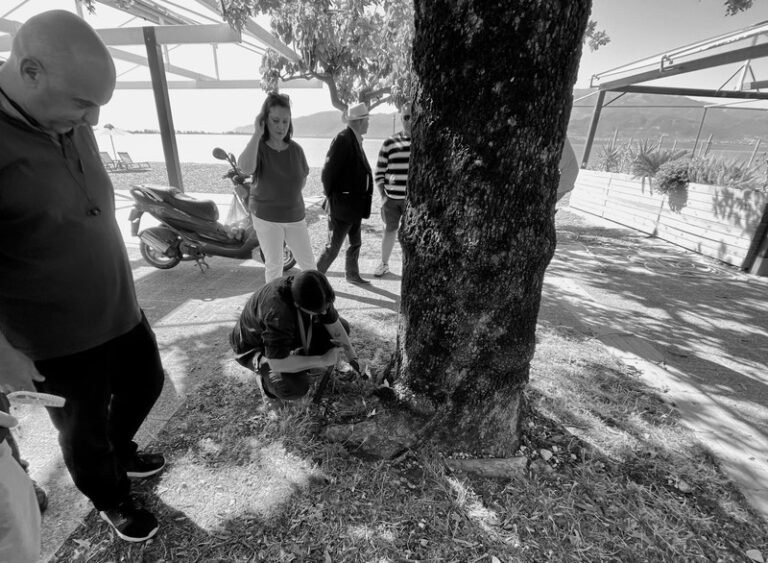 Ναύπακτος: Ξεκίνησε η απομάκρυνση των πλατανιών