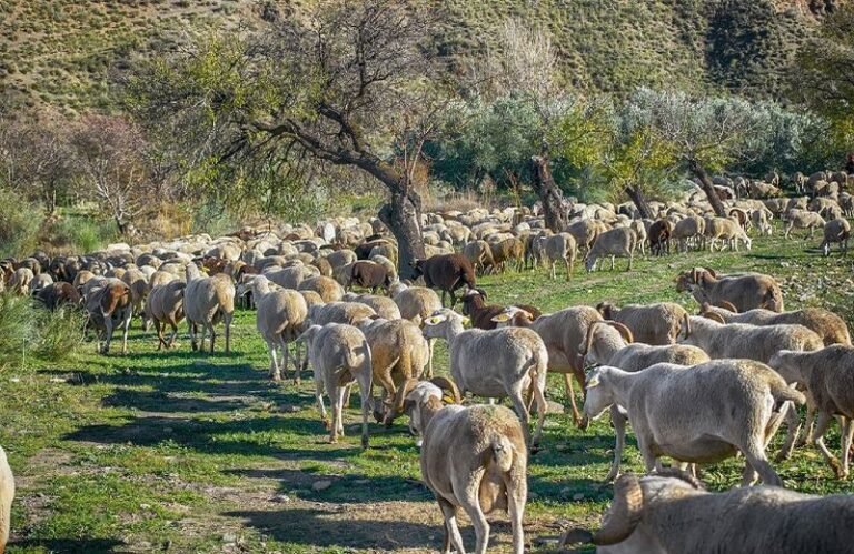 Ηλεία | Περαιτέρω ελαφρύνσεις περιορισμών για την πανώλη