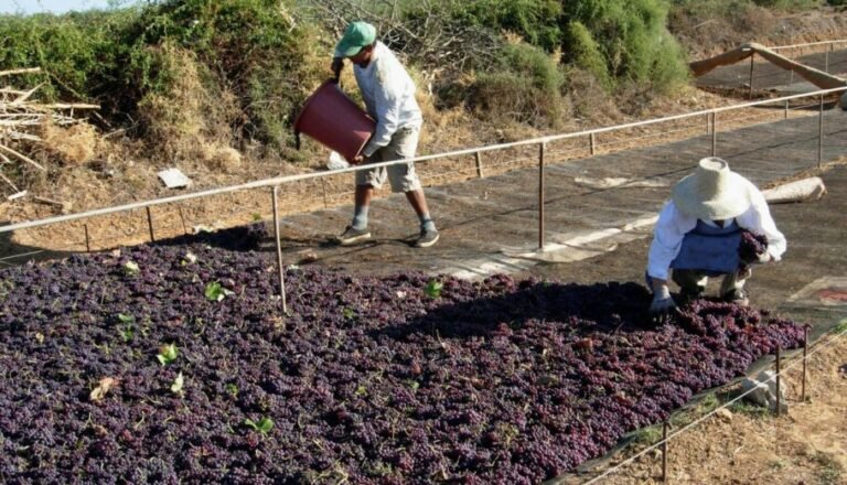 Φίλιας | Στήριξη των παραγωγών κορινθιακής σταφίδας