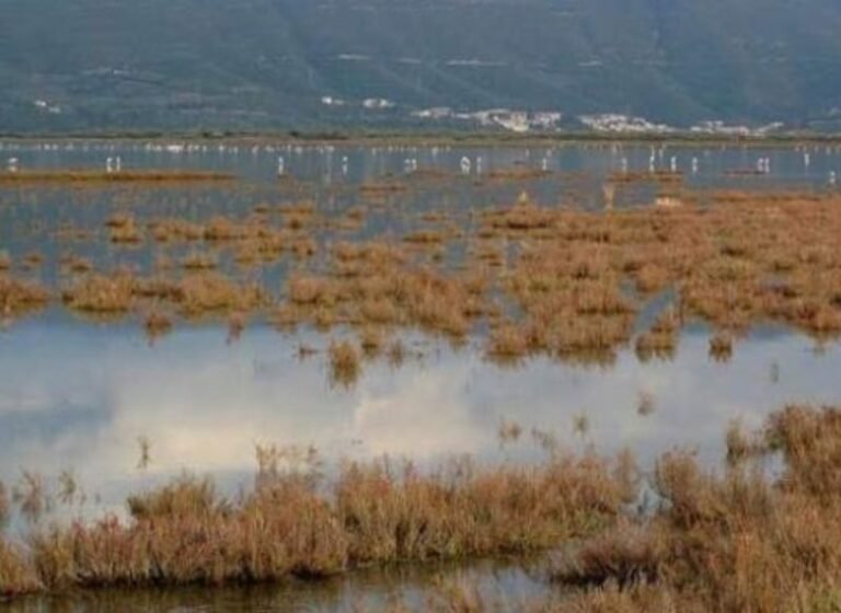 Αμβρακικός κόλπος | Ανησυχητικά ευρήματα στα νερά του Αμβρακικού