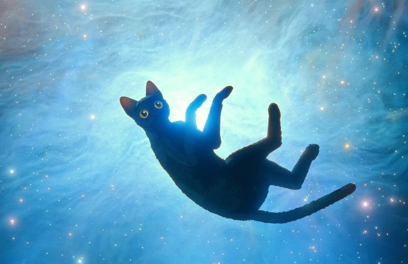 Ελληνίς | Flow: Η γάτα που δεν φοβόταν το νερό