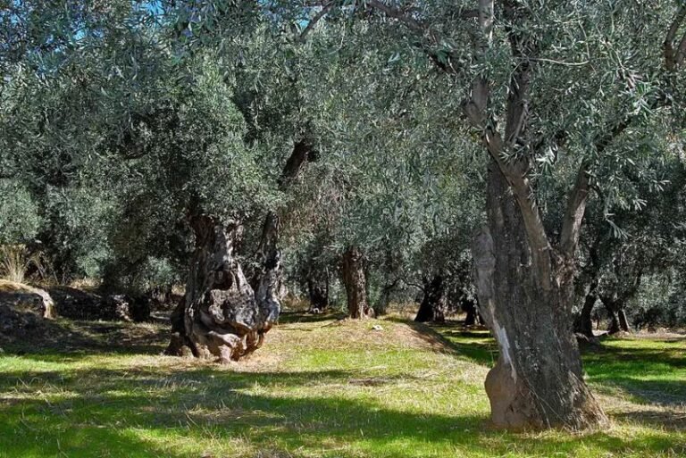 Σπολάιτα | Η Γιορτή της Ελιάς
