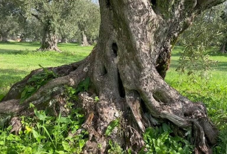 26 Νοεμβρίου | Παγκόσμια Ημέρα Ελιάς