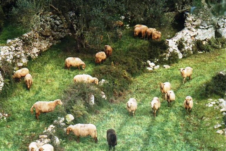 Ξεκίνησαν οι αποζημιώσεις για την ευλογιά των αιγοπροβάτων