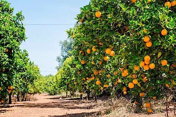 Κοινότητα Καλυβίων | 5η Γιορτή Πορτοκαλιού