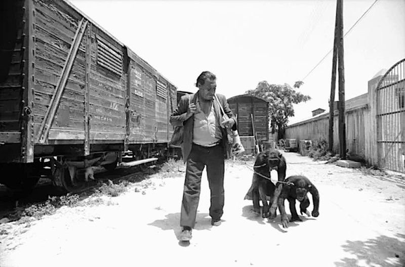 14 Δεκεμβρίου | Η ημέρα της Μαϊμούς