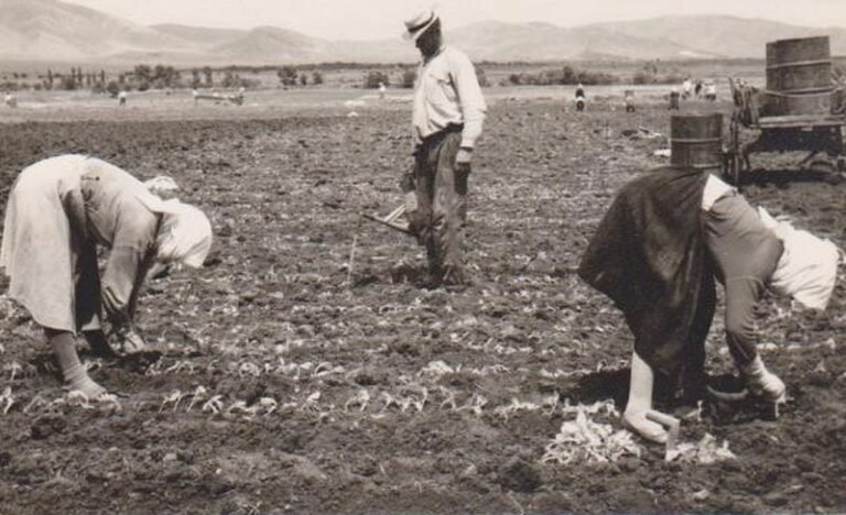 1934 | Οι Καπνικοί Πειραματισμοί