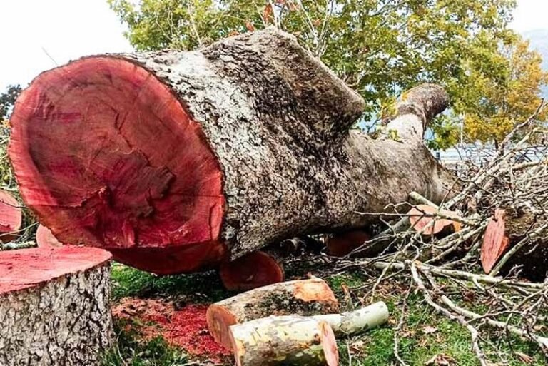 Δήμος Θέρμου | Η ασθένεια που αφανίζει τα πλατάνια