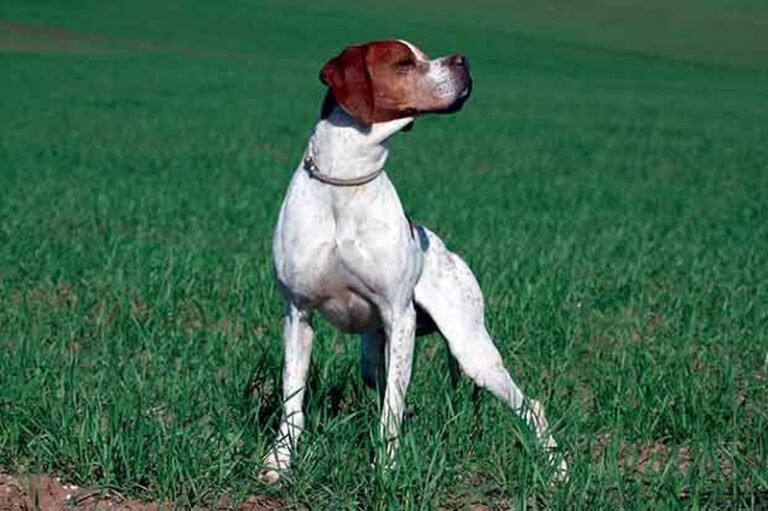 Ο.Κ.ΑΙ | Ημερίδα για την εξέλιξη  των setter και pointer