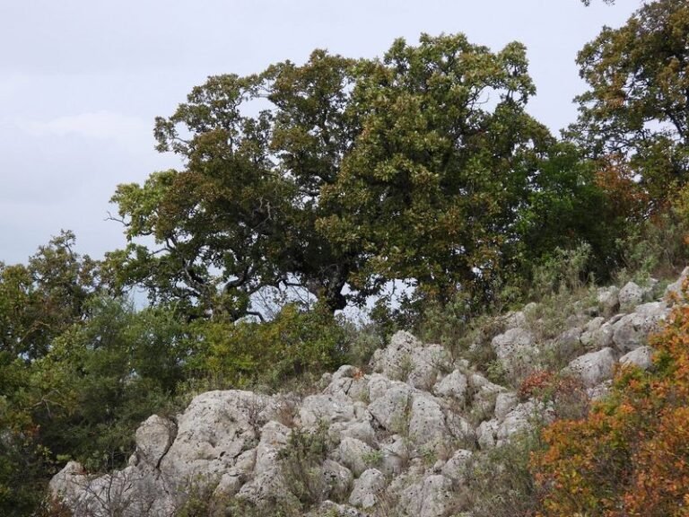 Δήμος Ξηρομέρου | Δάσος, Δασικές πυρκαγιές, Κλιματική αλλαγή