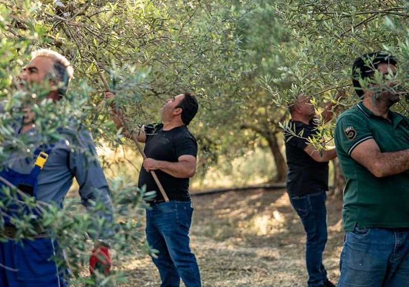 Σταρακά | H αγωνία των ελαιοπαραγωγών για τα Προγράμματα ΟΕΦ