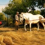 Θέρμο | 18/7 | Aλώνισμα στα Πετροχωρίτικα αλώνια
