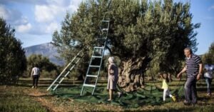 Σπολάιτα Αγρινίου | 20/9 | 2η Γιορτή ελιάς