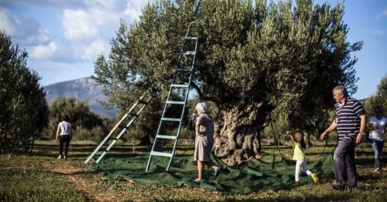 Σπολάιτα Αγρινίου | 20/9 | 2η Γιορτή ελιάς