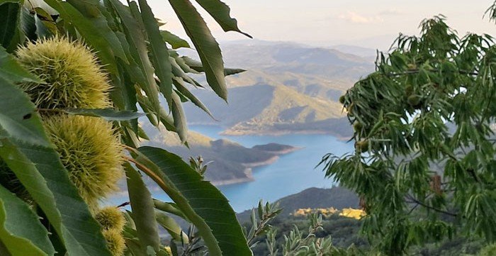 Ροδαυγή Άρτας  | 10 – 11/10 | Στη Ροδαυγή γιορτάζουν το κάστανο